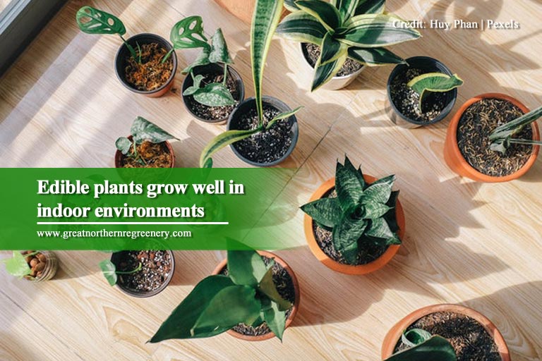 Edible plants grow well in indoor environments