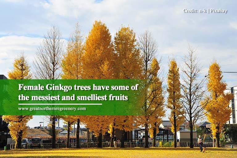 Female Ginkgo trees have some of the messiest and smelliest fruits
