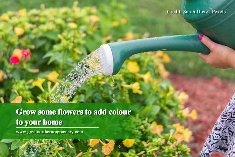 Grow some flowers to add colour to your home