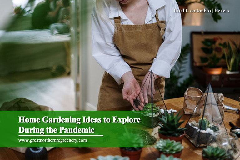 Home Gardening Ideas to Explore During the Pandemic