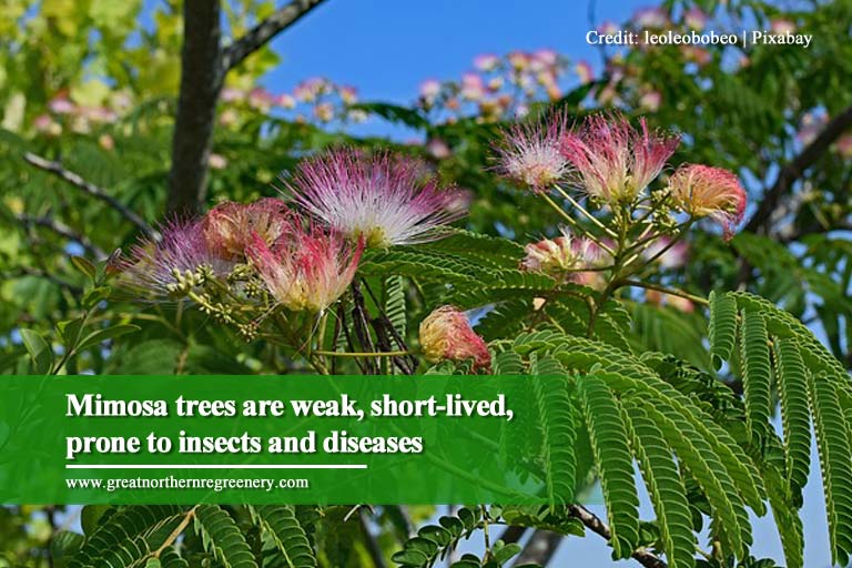 Mimosa trees are weak short lived prone to insects and diseases