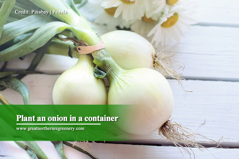 Plant an onion in a container