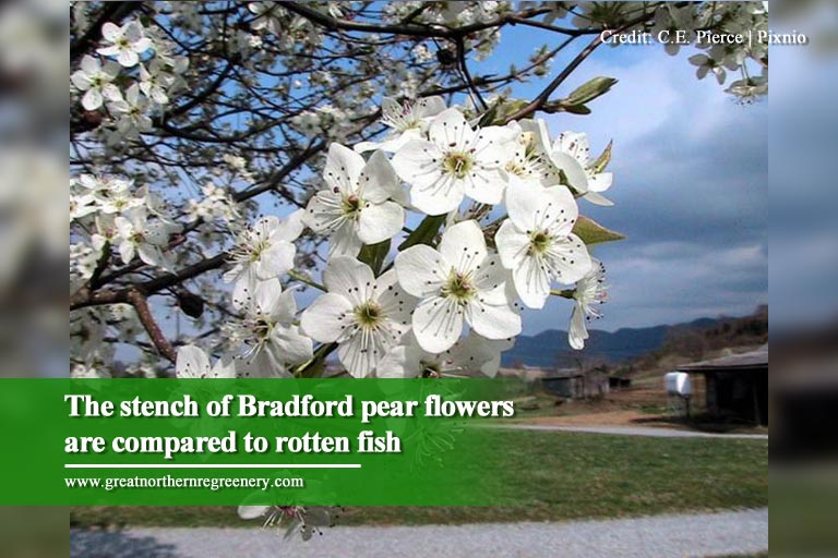 The stench of Bradford pear flowers are compared to rotten fish