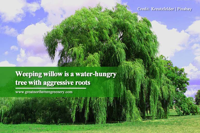 Weeping willow is a water-hungry tree with aggressive roots