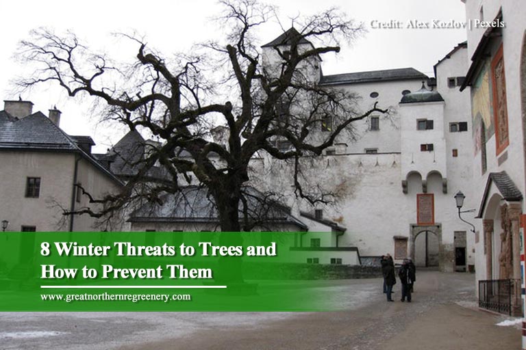 8 Winter Threats to Trees and How to Prevent Them