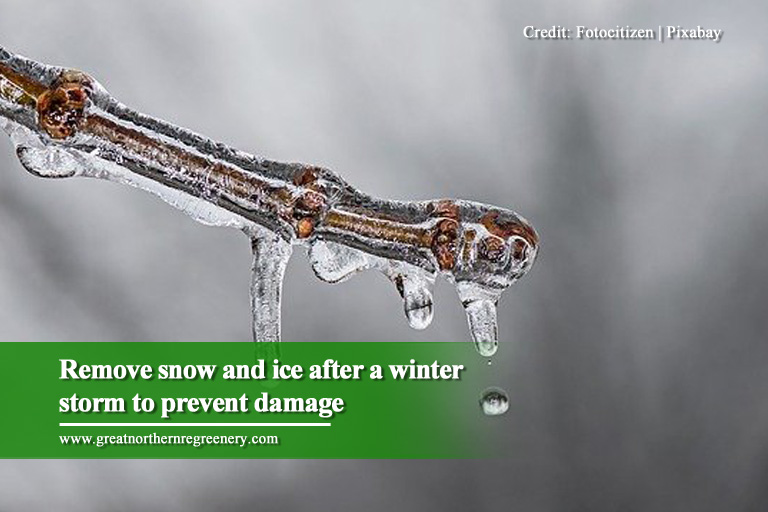 Remove snow and ice after a winter storm to prevent damage