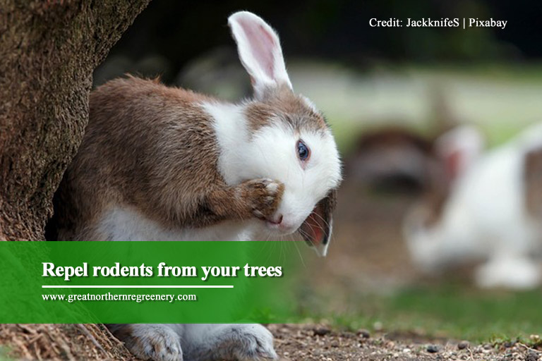 Repel rodents from your trees