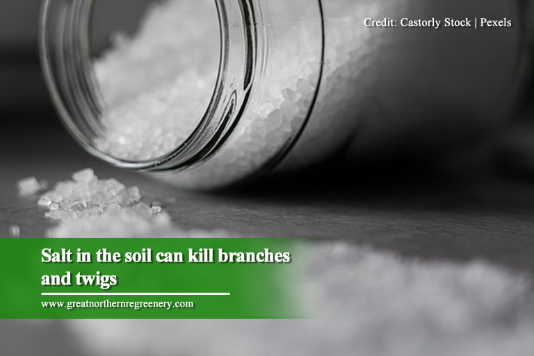 Salt in the soil can kill branches and twigs