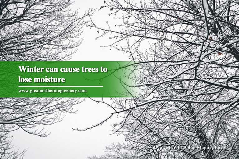 Winter can cause trees to lose moisture