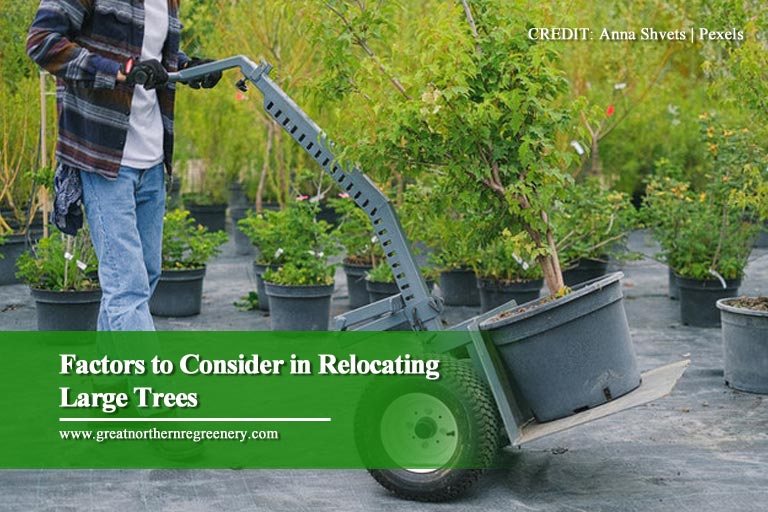 Factors to Consider in Relocating Large Trees