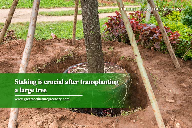 Staking is crucial after transplanting a large tree
