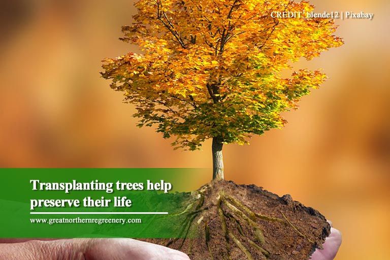 Transplanting trees help preserve their life