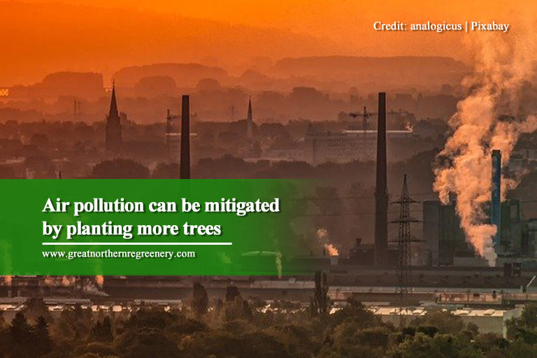 Air pollution can be mitigated by planting more trees