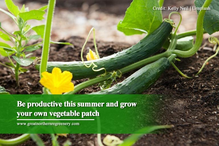 Be productive this summer and grow your own vegetable patch