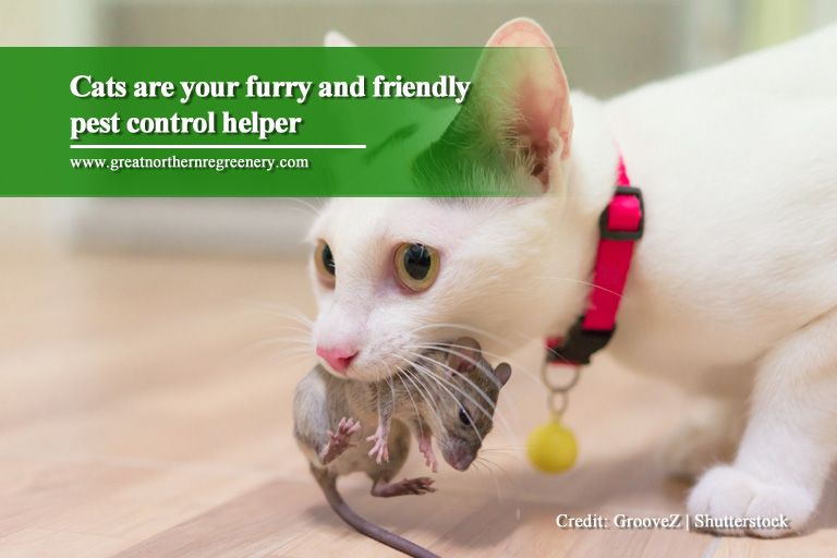 Cats are your furry and friendly pest control helper