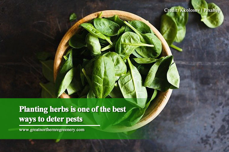 Planting herbs is one of the best ways to deter pests