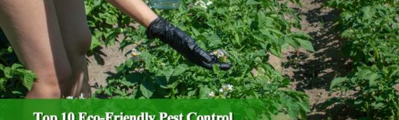 Top 10 Eco-Friendly Pest Control Products for Safe Gardening