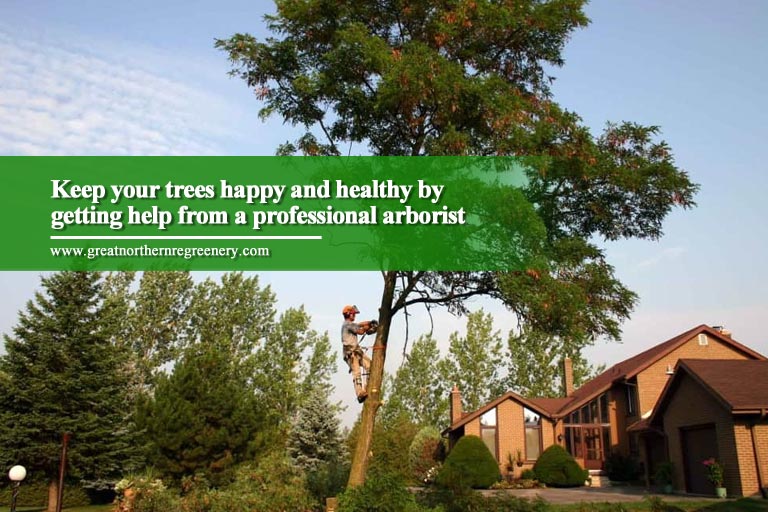 Mantenha suas árvores felizes e saudáveis ​​com a ajuda de um arborista profissional