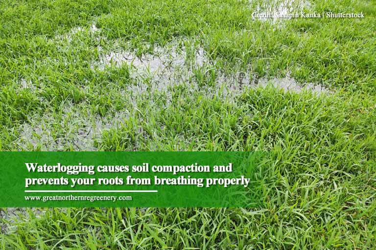 O alagamento causa compactação do solo e impede que suas raízes respirem adequadamente