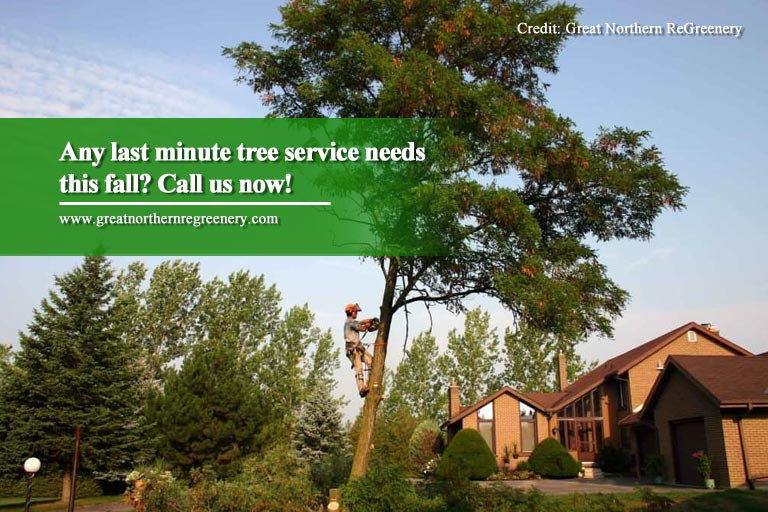Any last minute tree service needs this fall? Call us now!