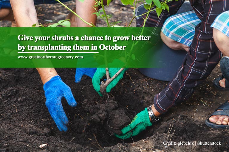 Give your shrubs a chance to grow better by transplanting them in October