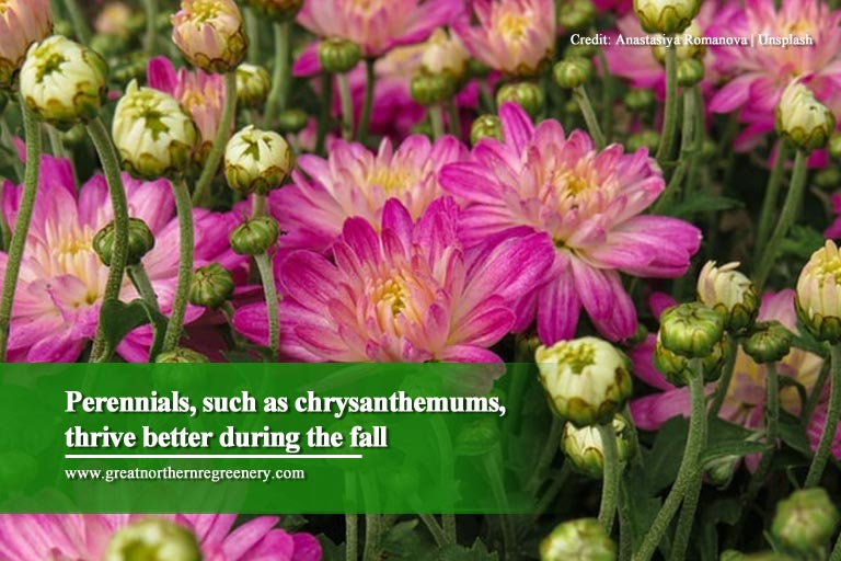 Perennials, such as chrysanthemums, thrive better during the fall
