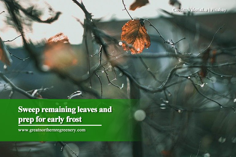 Sweep remaining leaves and prep for early frost