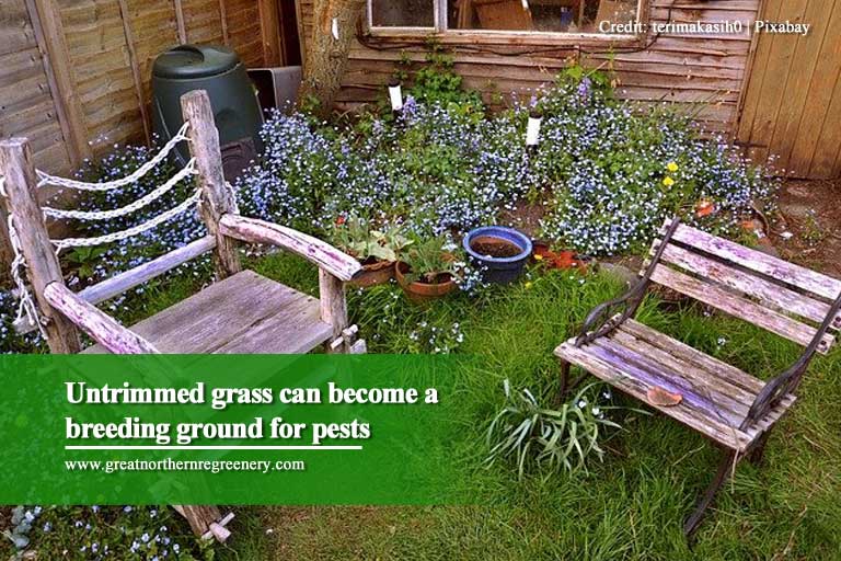 Untrimmed grass can become a breeding ground for pests