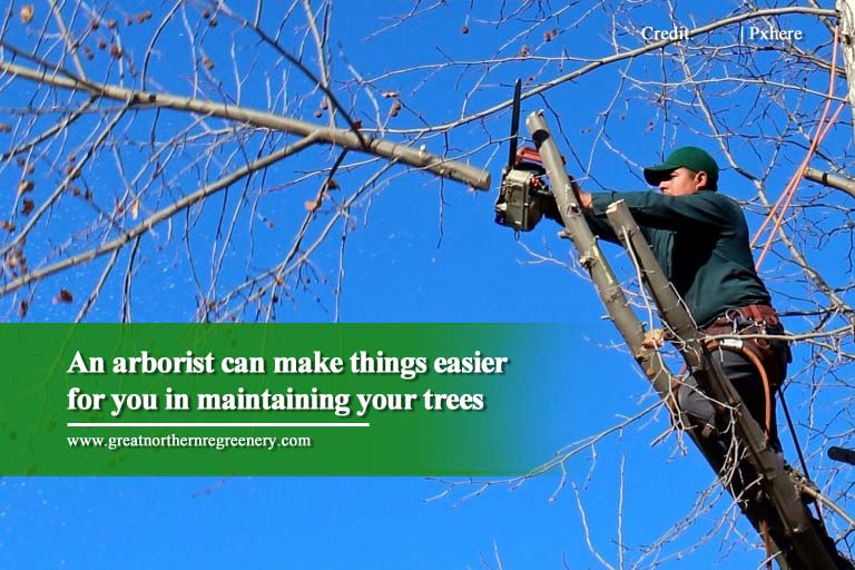 Um arborista pode facilitar as coisas para você na manutenção de suas árvores
