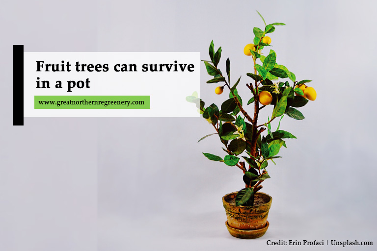 Árvores frutíferas podem sobreviver em um vaso