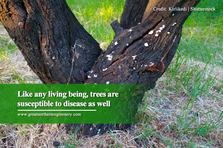 Como qualquer ser vivo, as árvores também são suscetíveis a doenças
