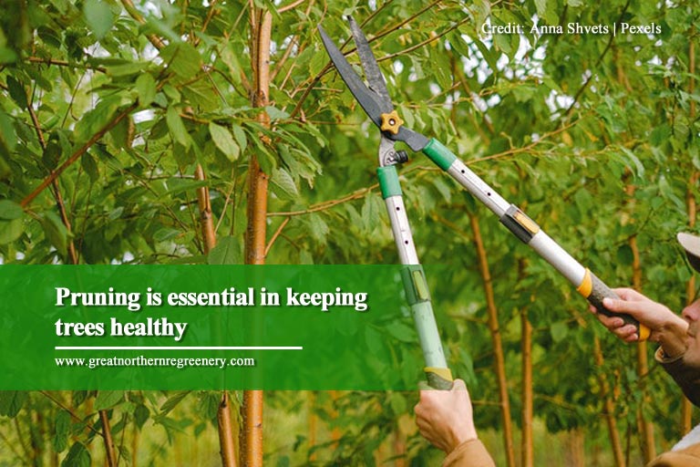 A poda é essencial para manter as árvores saudáveis