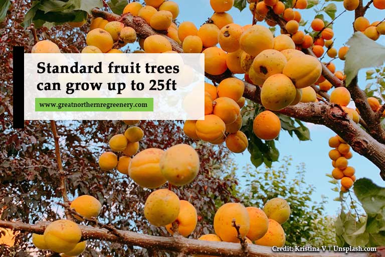 Árvores frutíferas padrão podem crescer até 25 pés