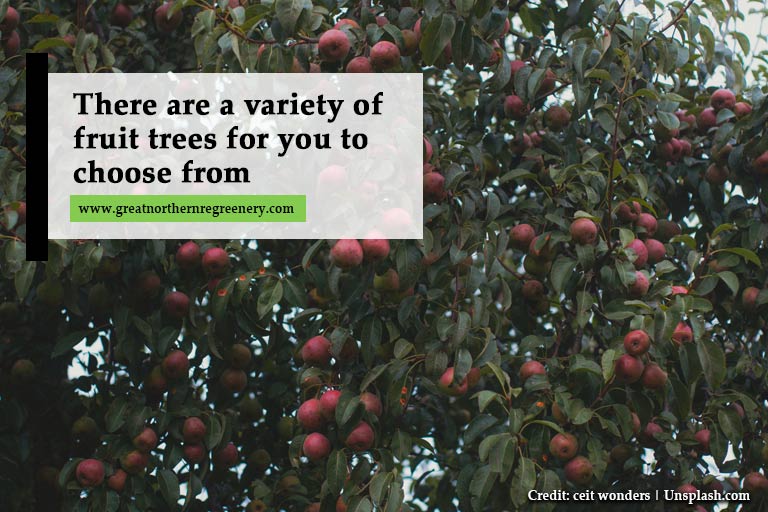 Há uma variedade de árvores frutíferas para você escolher