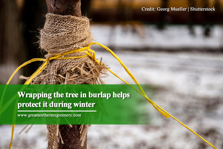 Envolver a árvore em serapilheira ajuda a protegê-la durante o inverno