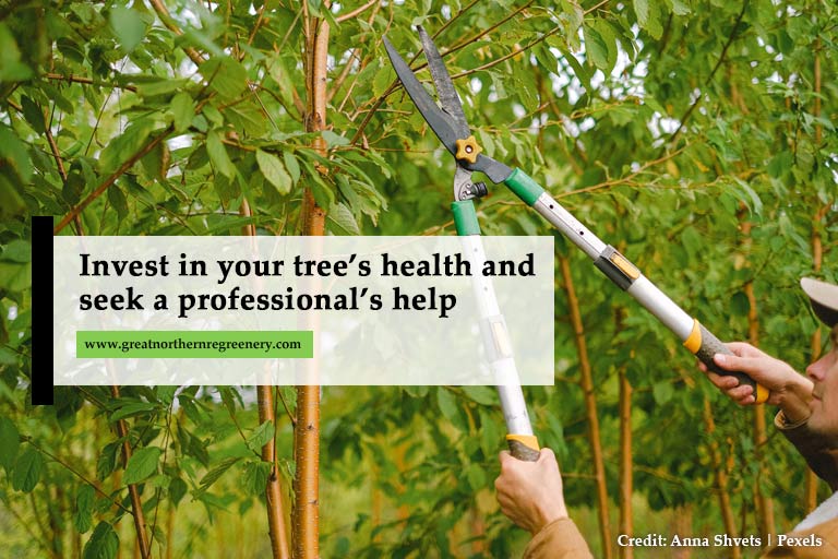 Invest in your tree’s health and seek a professional’s help