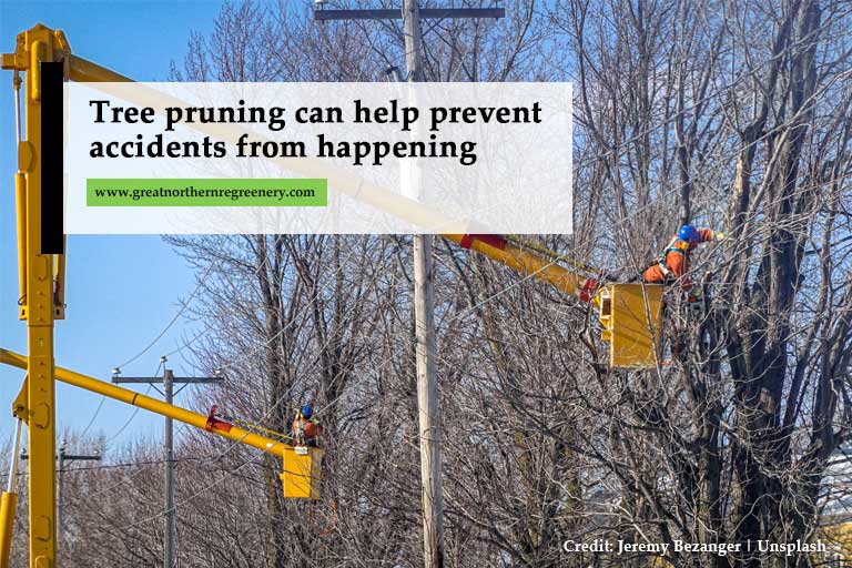Tree pruning can help prevent accidents from happening