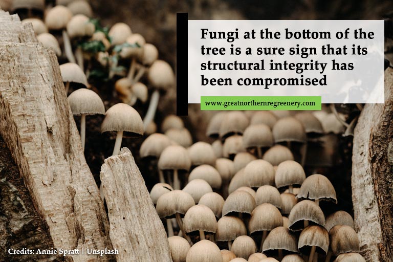 Os fungos na base da árvore são um sinal claro de que sua integridade estrutural foi comprometida