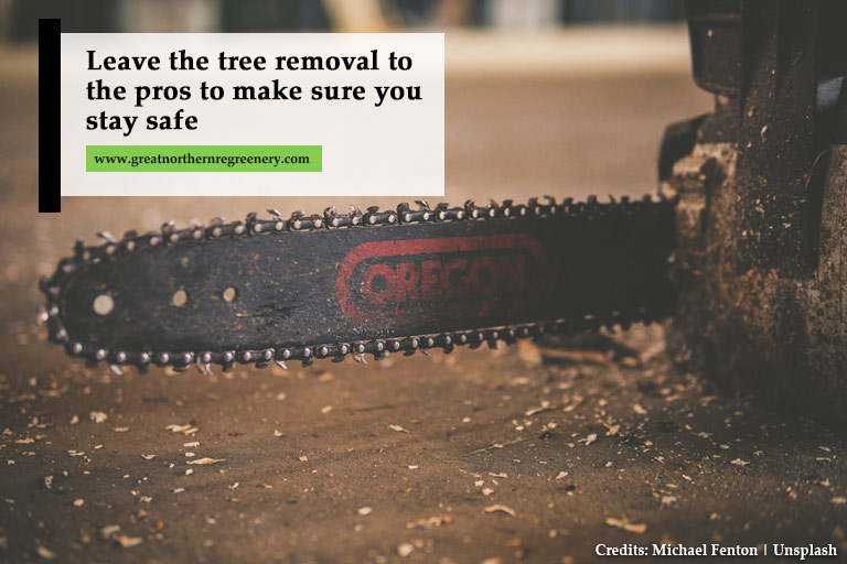 Deixe a remoção da árvore para os profissionais para garantir sua segurança