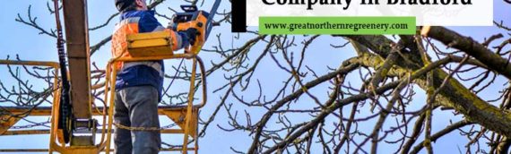 Key Steps in Finding a Reliable Tree Care Company in Bradford